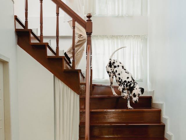 A dog going down the stairs in a home